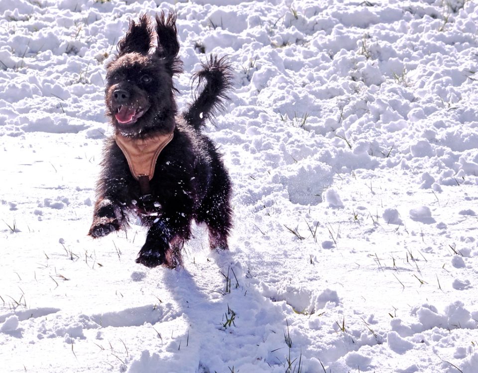 natüliche schmerzmittel für hunde